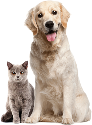 dog and cat foto